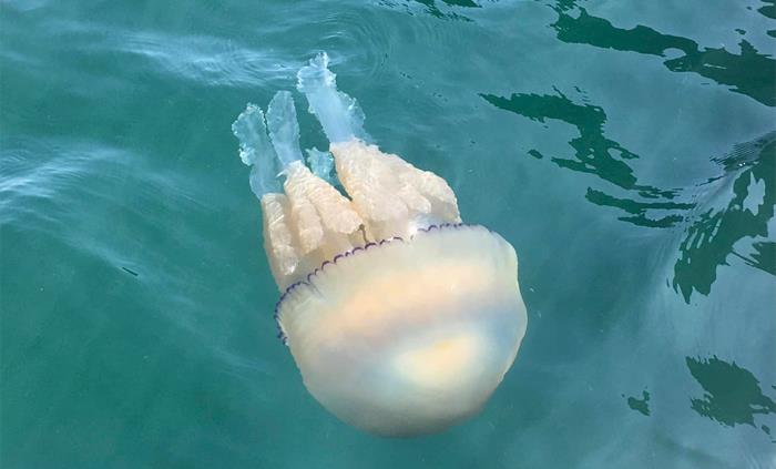 Barrel Jellyfish